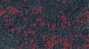 Read more about the article KOKO Forest: Quantifying forest biodiversity using remote sensing